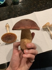 Boletus pseudopinophilus