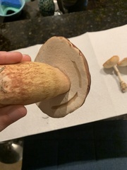 Boletus pseudopinophilus
