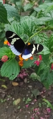 Heliconius eleuchia
