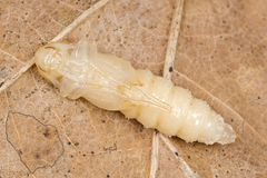 Melandrya dubia