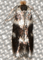 Etainia sericopeza