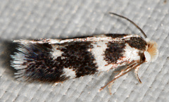 Etainia sericopeza