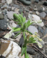 Stachys maritima
