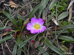 Calandrinia colchaguensis