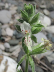 Stachys maritima
