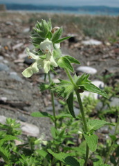 Stachys maritima