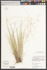 Deschampsia cespitosa cespitosa
