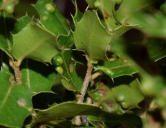 Aceria quercina