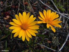 Chaetanthera elegans