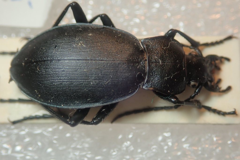 Carabus koenigi