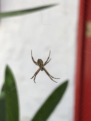 Argiope argentata