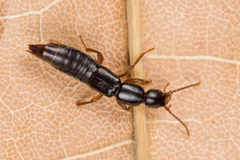 Lathrobium brunnipes