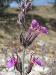 Teucrium canum
