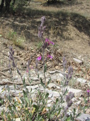 Teucrium canum