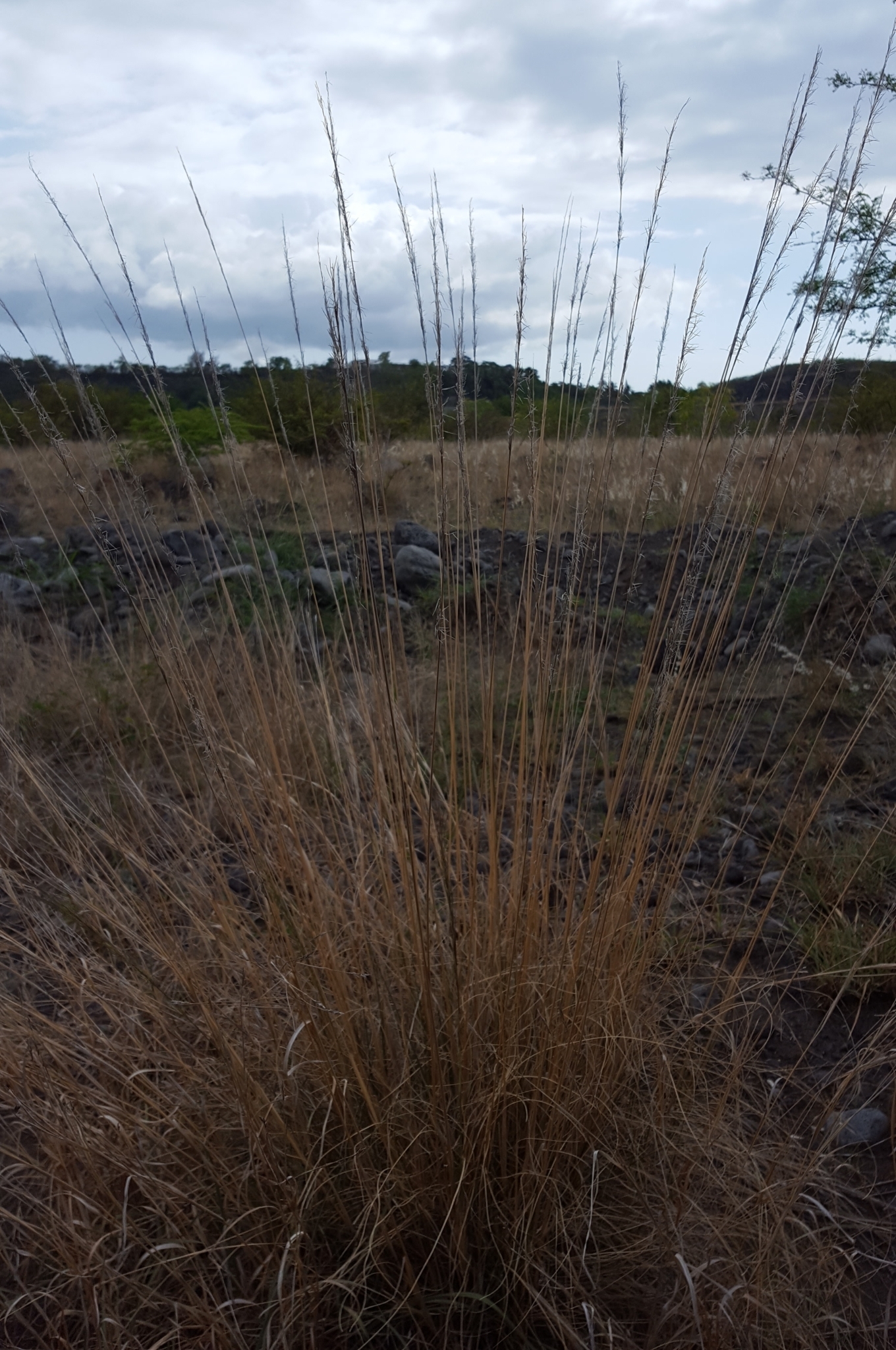 (c) François Rousseu, certains droits réservés (CC BY-NC) https://www.inaturalist.org/observations/104294791