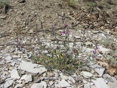Teucrium canum