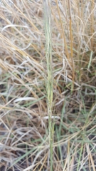 Aristida setacea