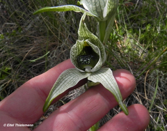 Chloraea grandiflora