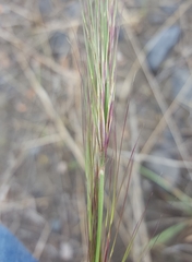 Aristida setacea