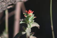Castilleja arvensis arvensis