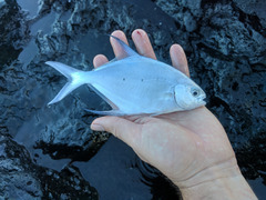 Trachinotus baillonii