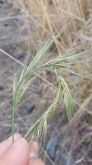 Aristida setacea
