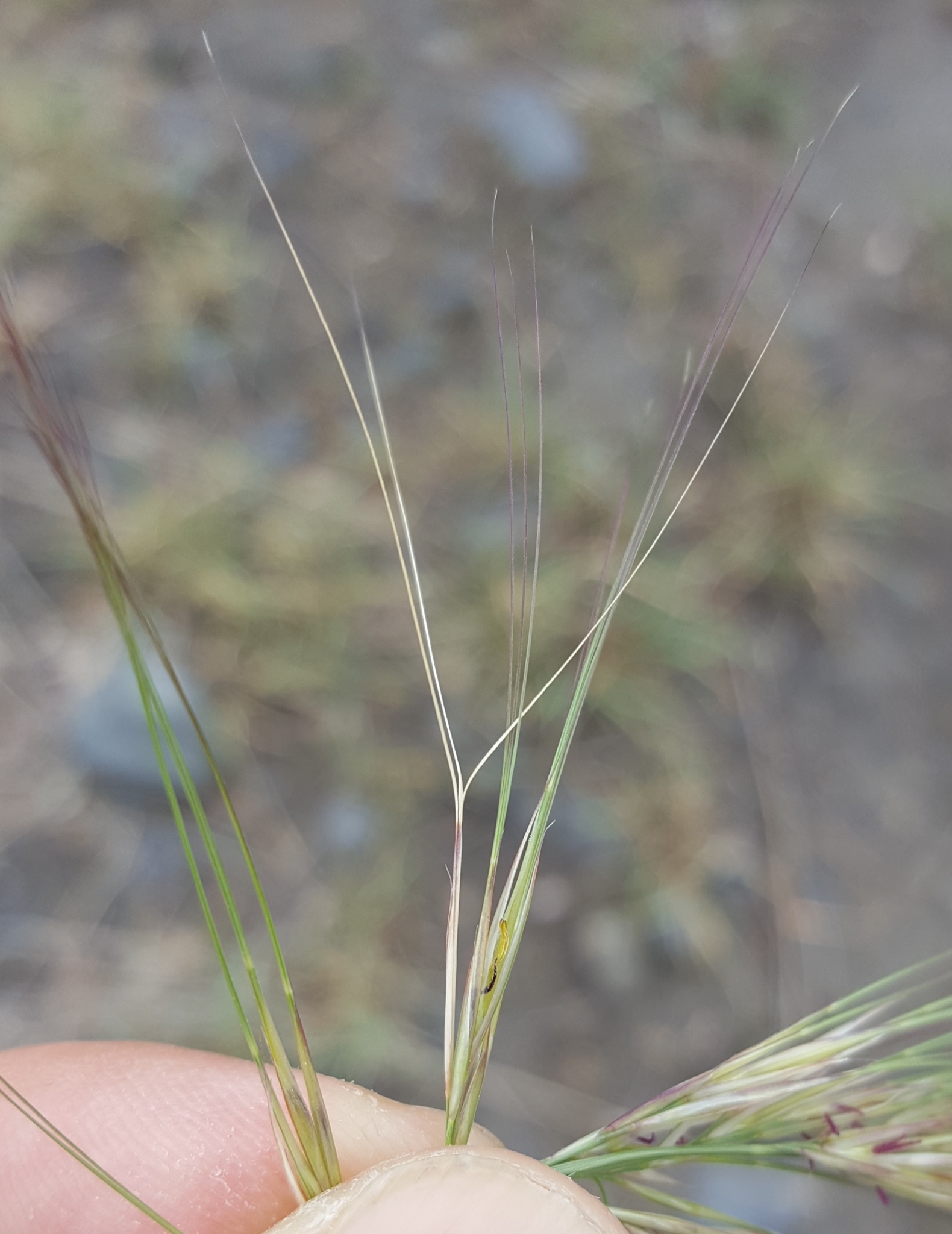 (c) François Rousseu, certains droits réservés (CC BY-NC) https://www.inaturalist.org/observations/104294791