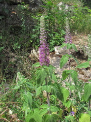 Teucrium hircanicum