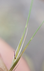 Aristida setacea