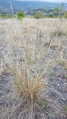 Aristida setacea