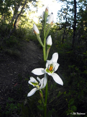 Chloraea longipetala