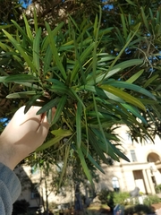 Taxaceae