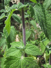 Teucrium hircanicum