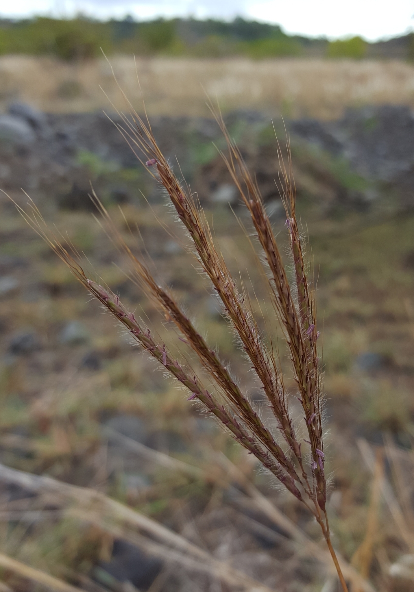 (c) François Rousseu, certains droits réservés (CC BY-NC) https://www.inaturalist.org/observations/104294889
