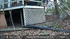 Sciurus carolinensis