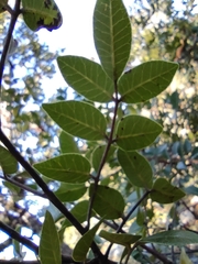 Rhus virens