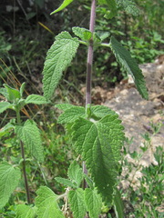 Teucrium hircanicum