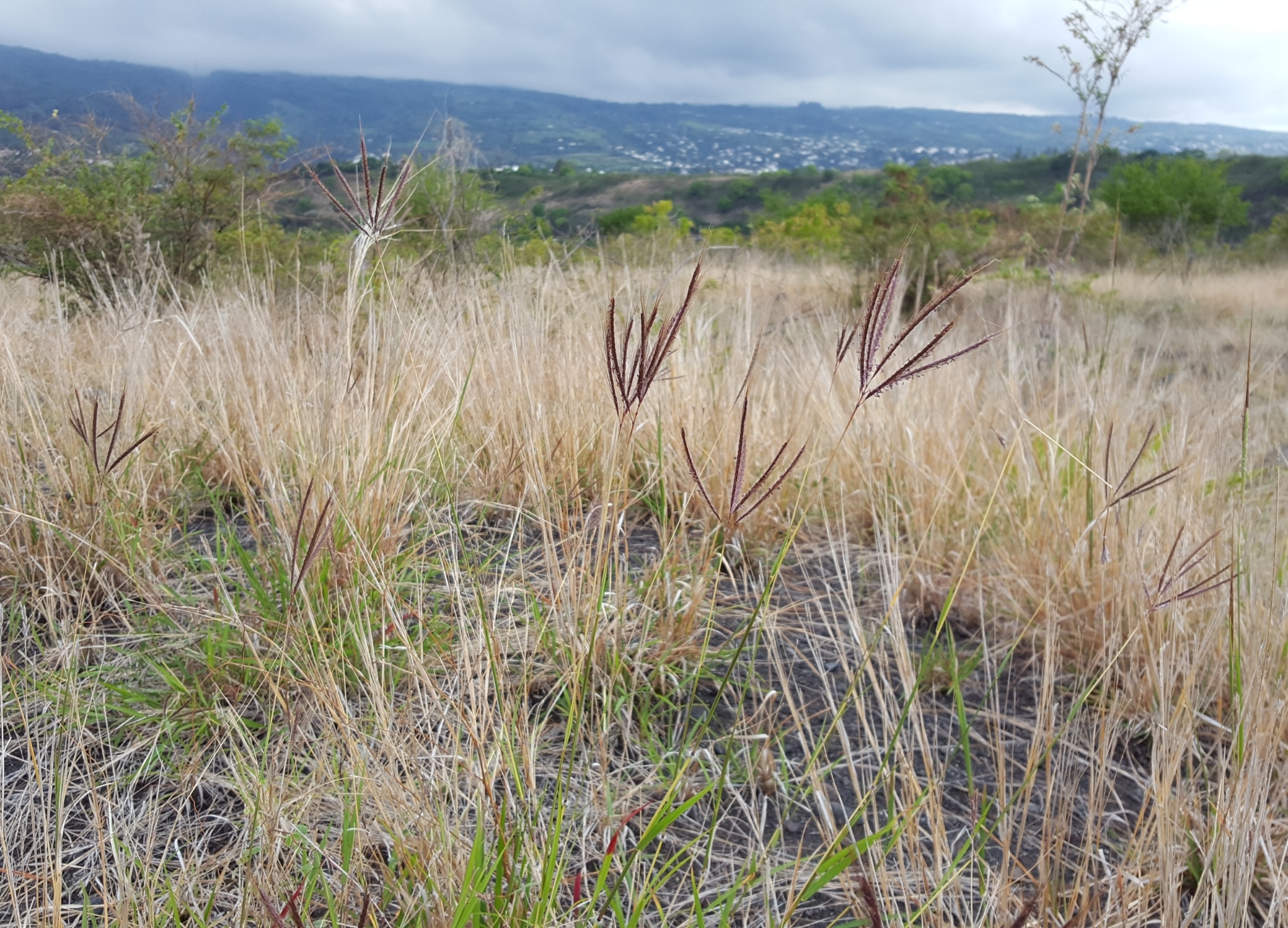 (c) François Rousseu, certains droits réservés (CC BY-NC) https://www.inaturalist.org/observations/104294889