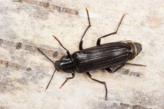Melandrya dubia