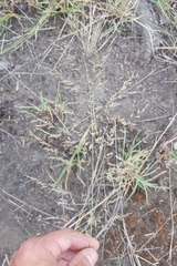 Eragrostis cylindriflora