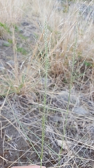 Eragrostis cylindriflora