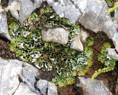 Solorina saccata
