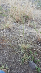 Eragrostis cylindriflora
