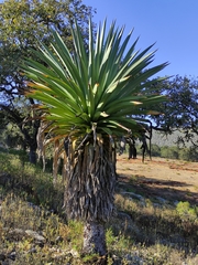 Furcraea longaeva
