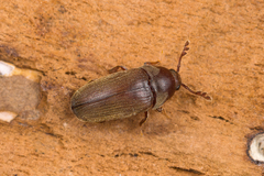 Trixagus dermestoides