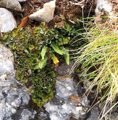 Solorina saccata