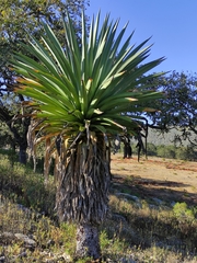 Furcraea longaeva
