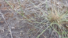 Eragrostis cylindriflora