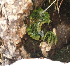 Solorina saccata
