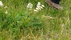 Lupinus densiflorus